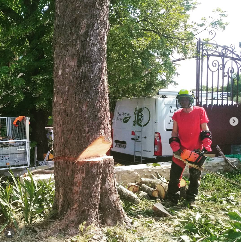 Abattage d'arbre
