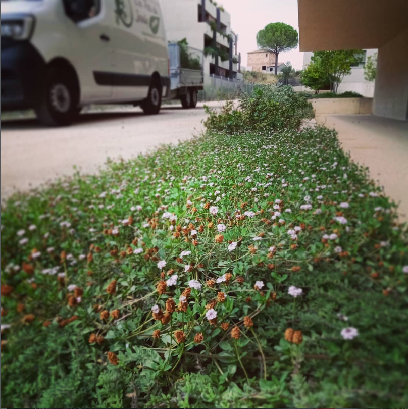 couvre sol en remplacement du gazon