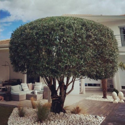 Taille d'olivier en boule harmonieuse dans un jardin