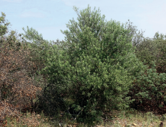 Variétés d'olives Picholine et Lucques fraichement récoltées