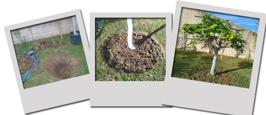 Plantation d'un Figuier