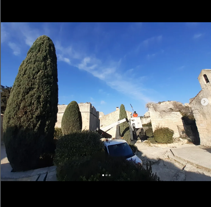 Cyprès de Provence taillé en fuseau