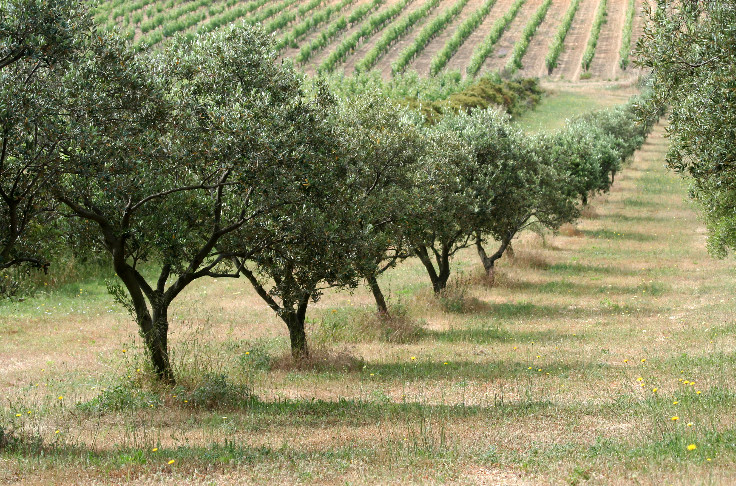 Oliveraie traditionnelle