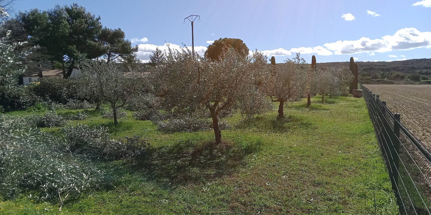 Olivette privée