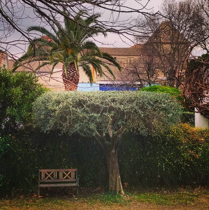 Taille d'olivier à Caveirac