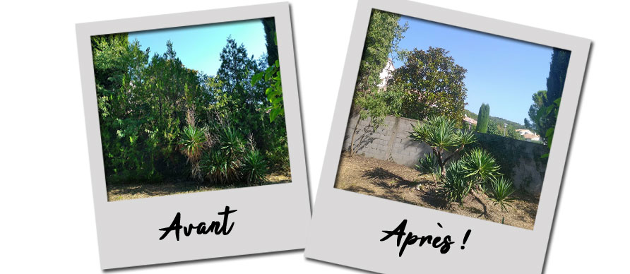 Abattage Thuyas, Effeuillage Yuccas