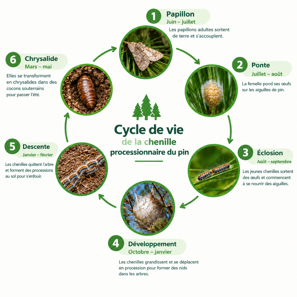 Cycle de vie de la chenille processionnaire du pin Gard