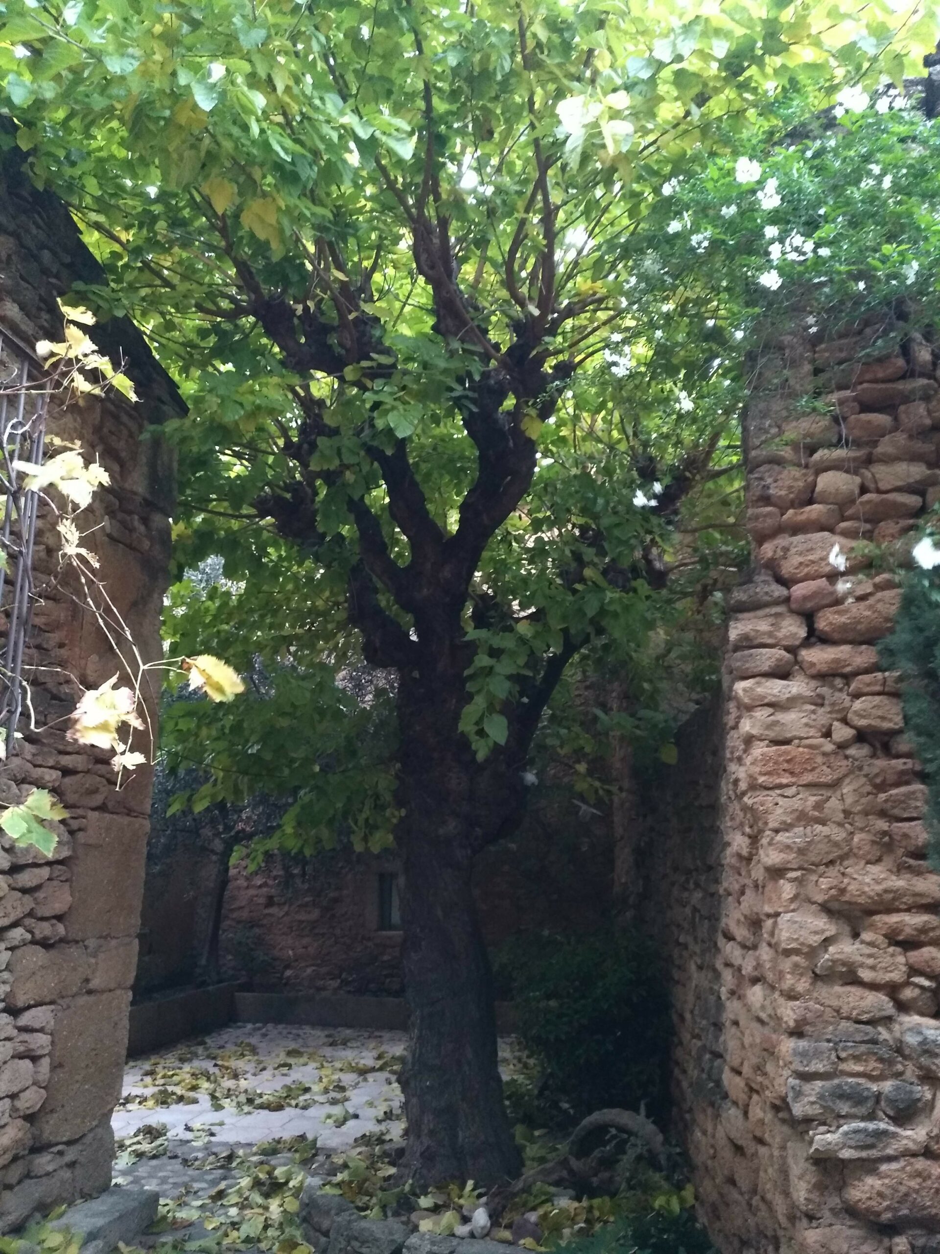 Feuillage dense d'un mûrier-platane en été