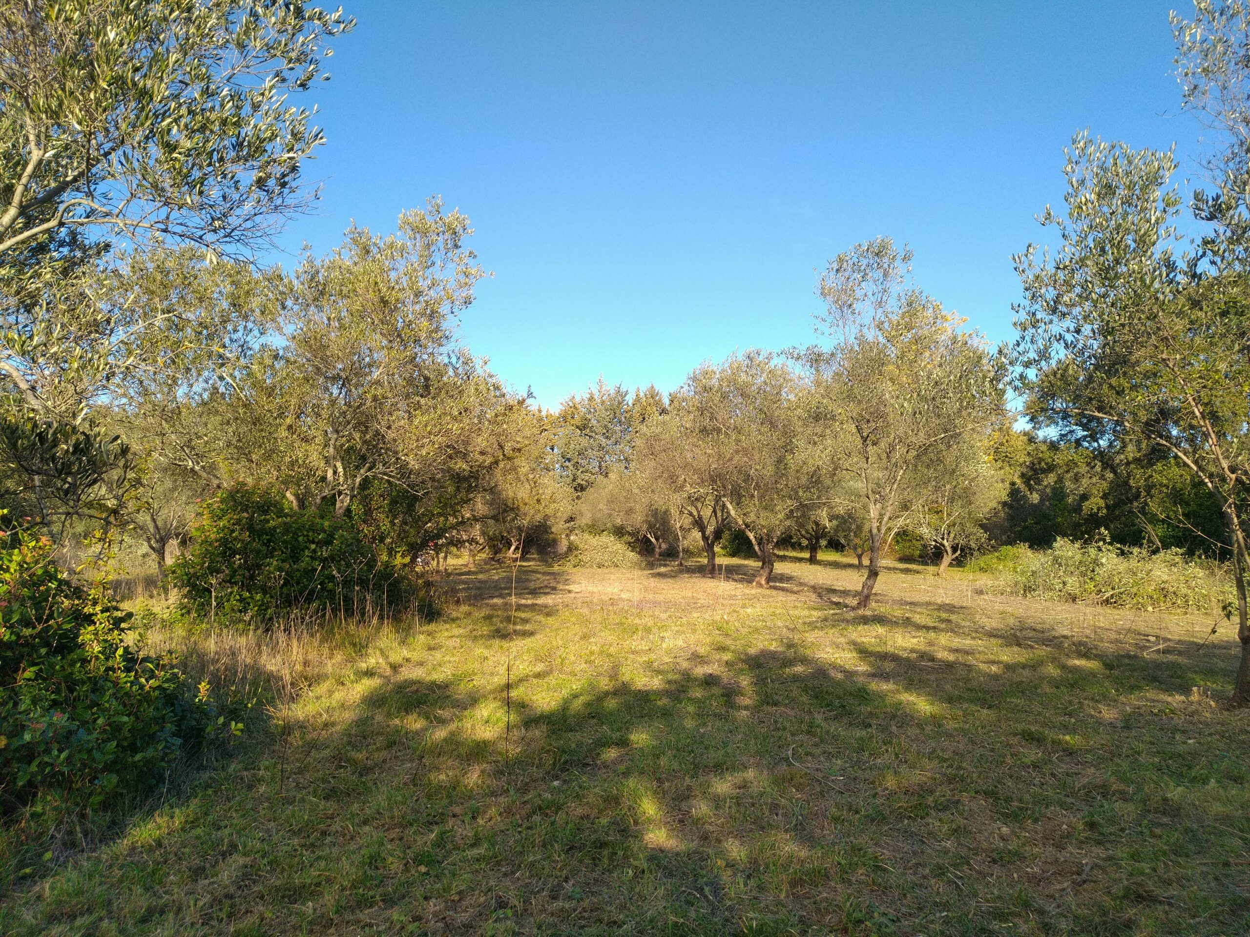 Terrain débroussaillé dans le Gard - Les Arts du Jardin