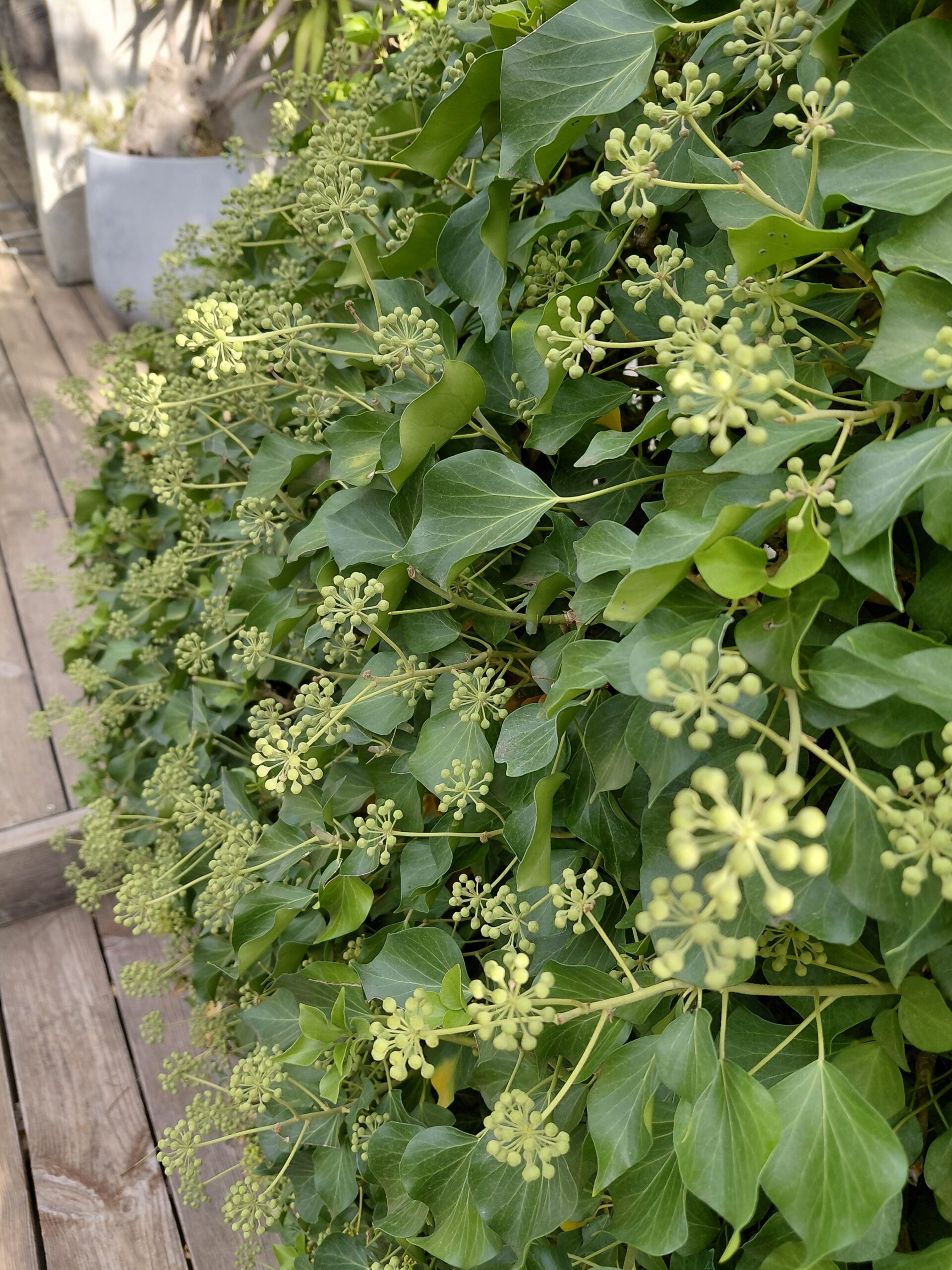 Boutons de fleurs de Lierre