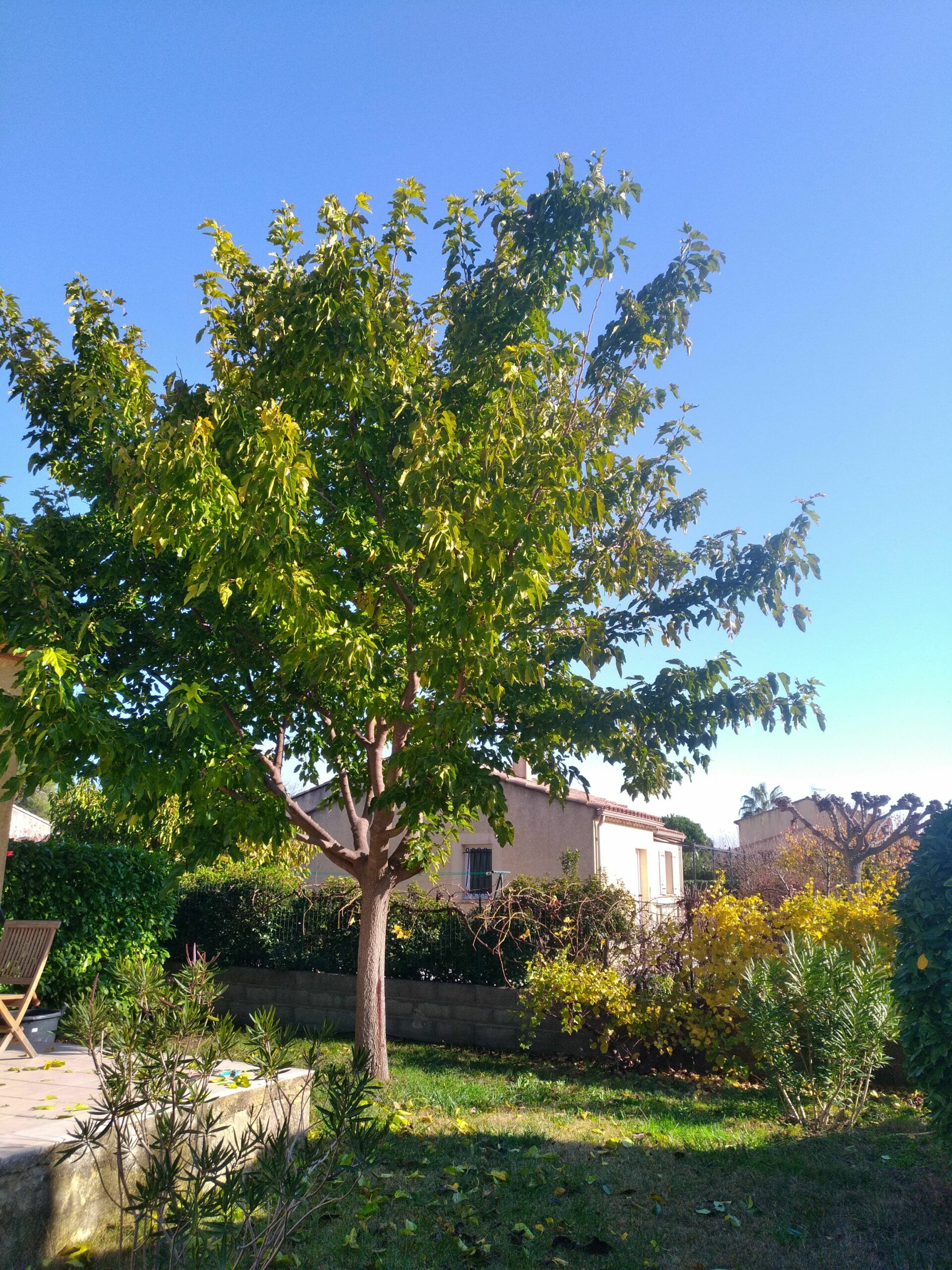 Mûrier platane en forme libre