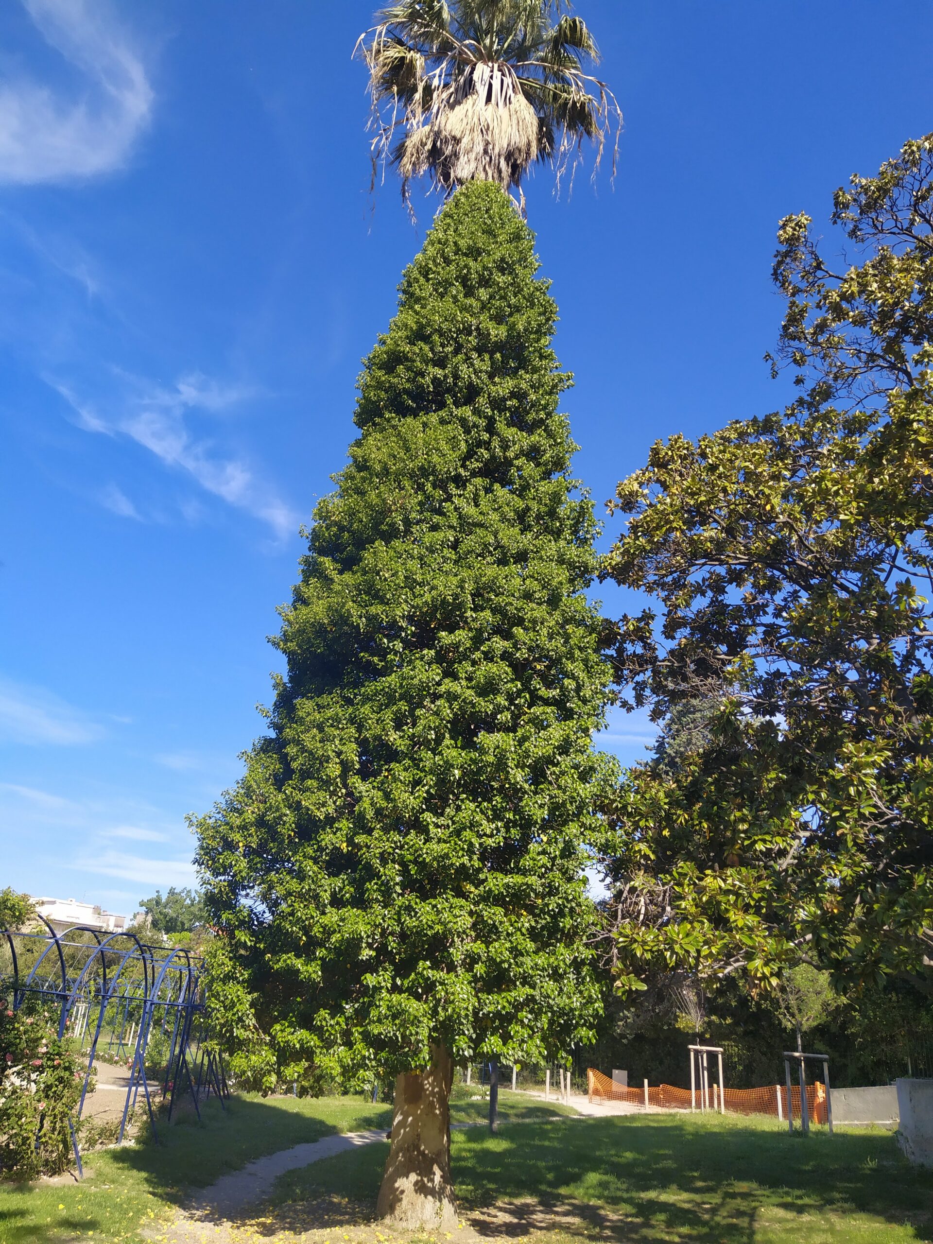 Lierre taillé en pyramide sur un Palmier