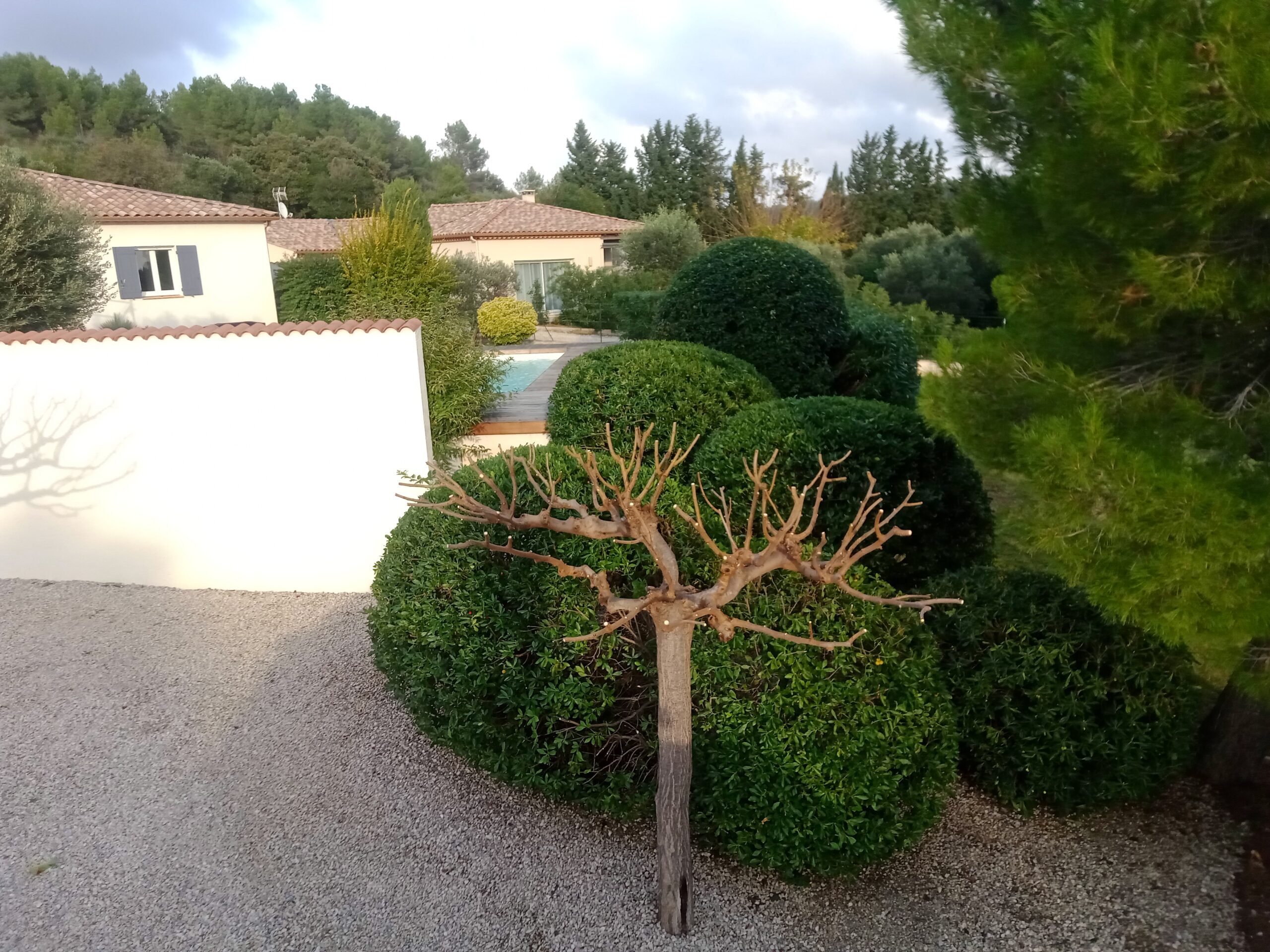 Taille sur prolongement long d'un mûrier platane