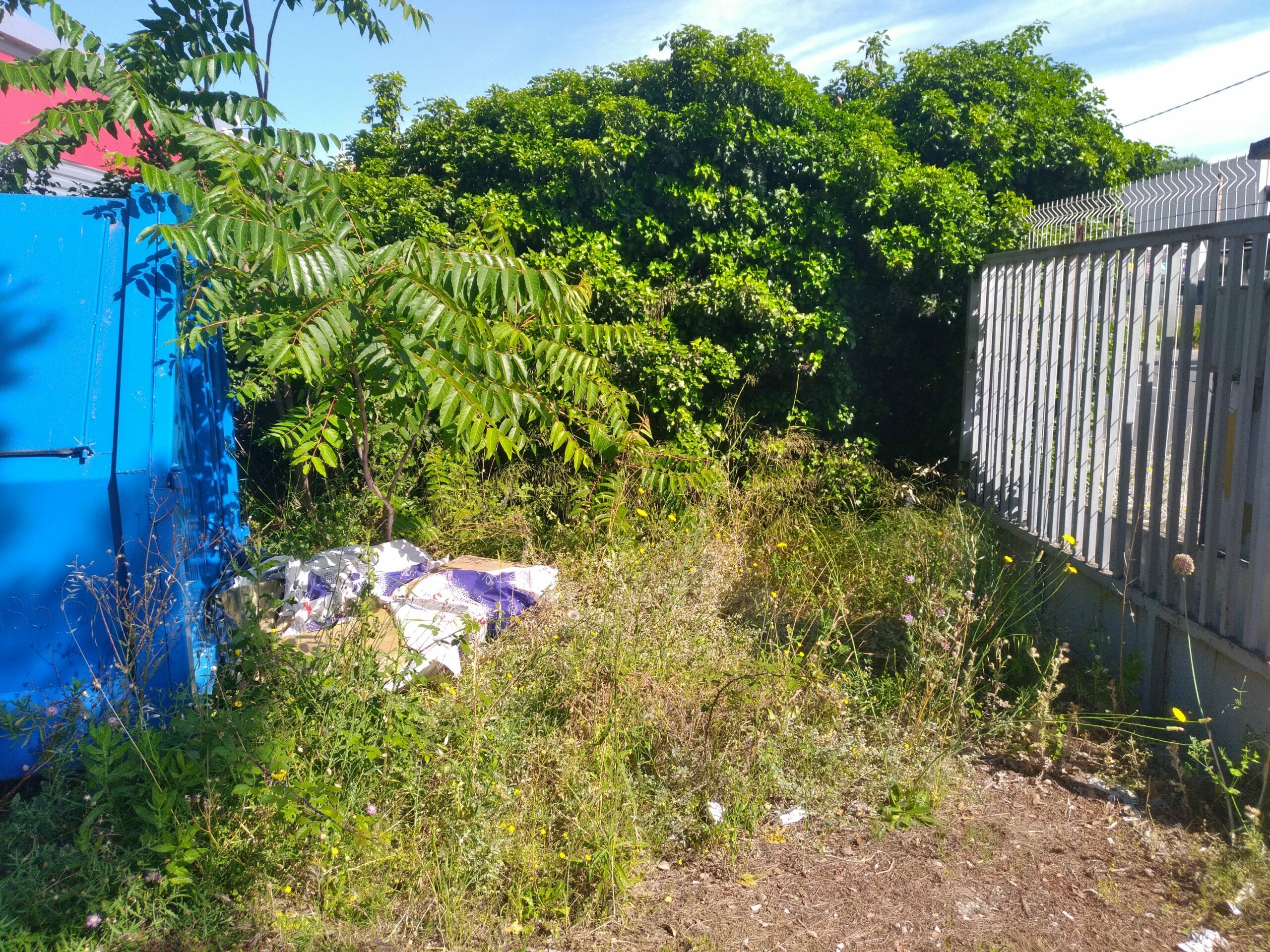 Jardin envahi avant désencombrement