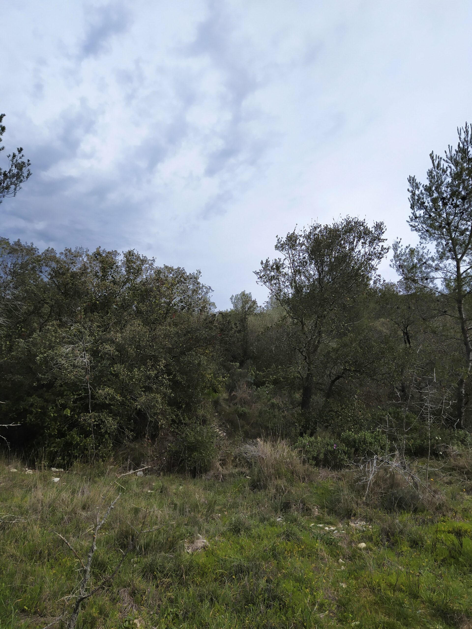Terrain envahi par la garrigue avant débroussaillement