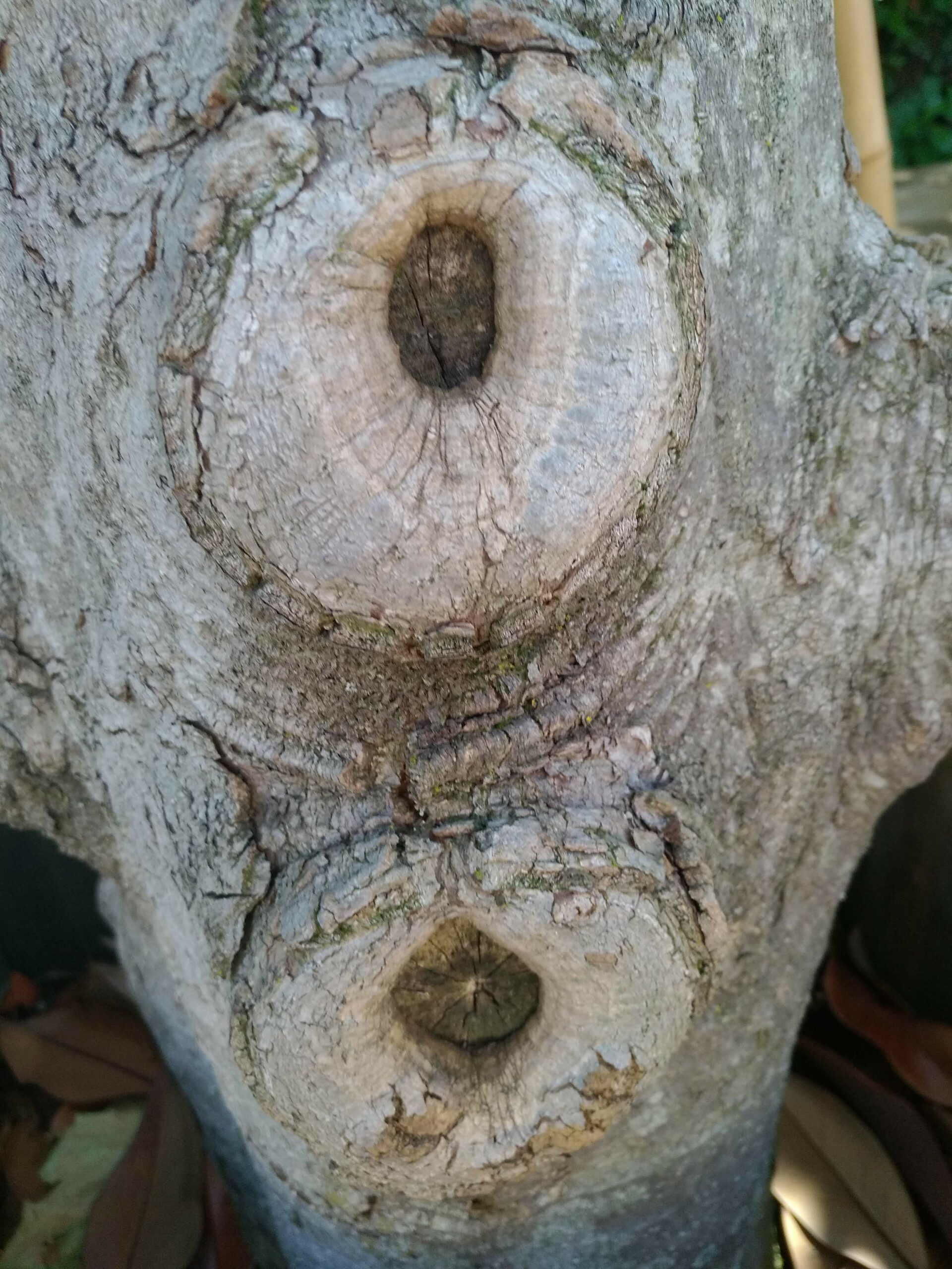 Comment l’arbre guérit – Bourrelet de recouvrement