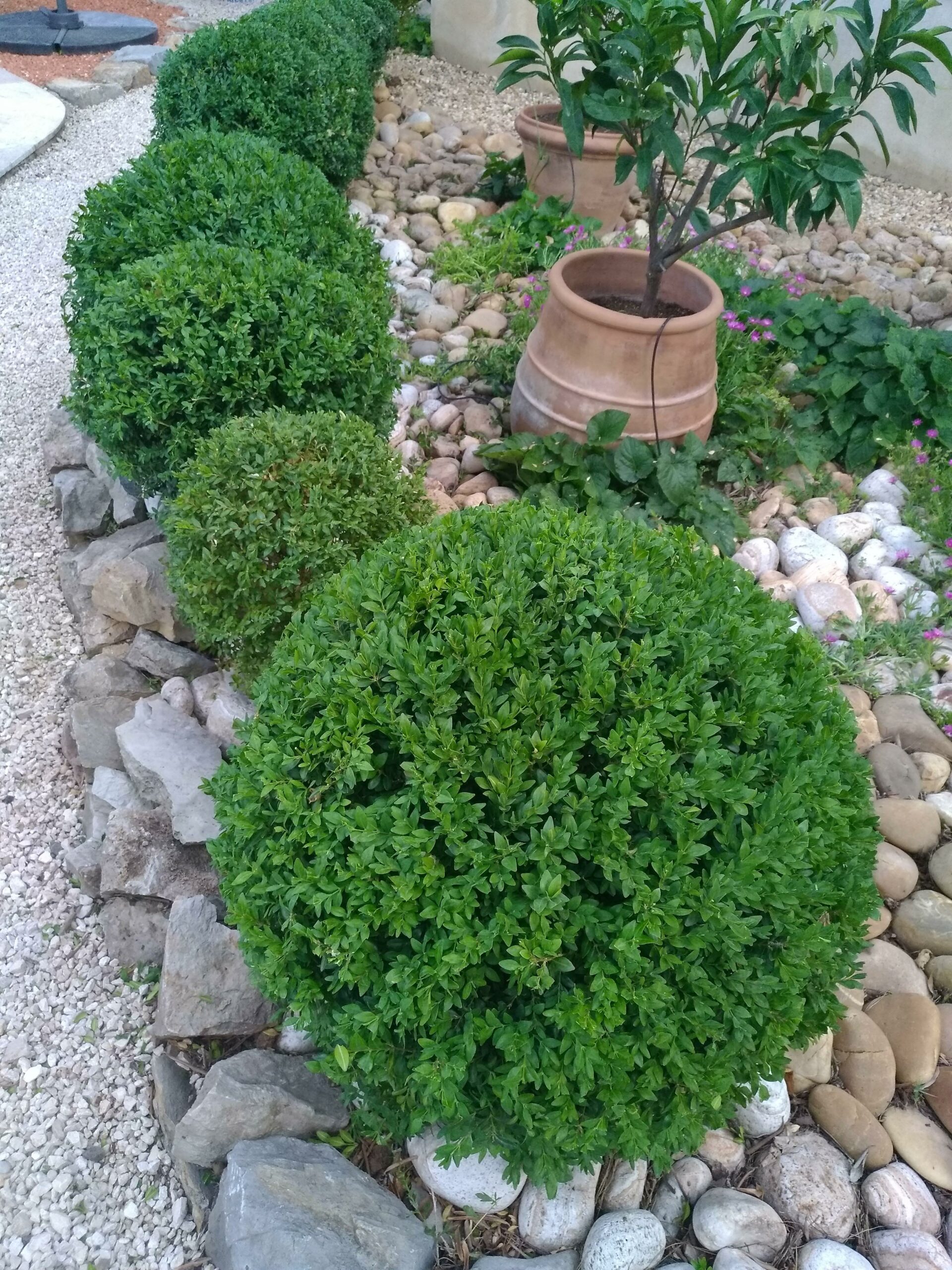 Taille de buis à Clarensac dans le Gard