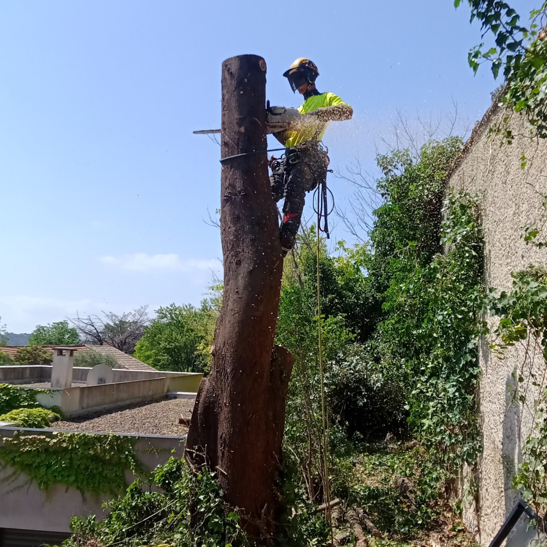 Démontage d'un cyprès