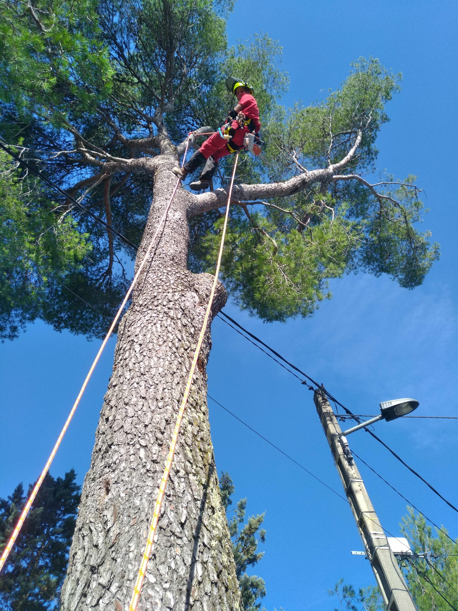 Élagueur-grimpeur travaillant sur corde dans un arbre
